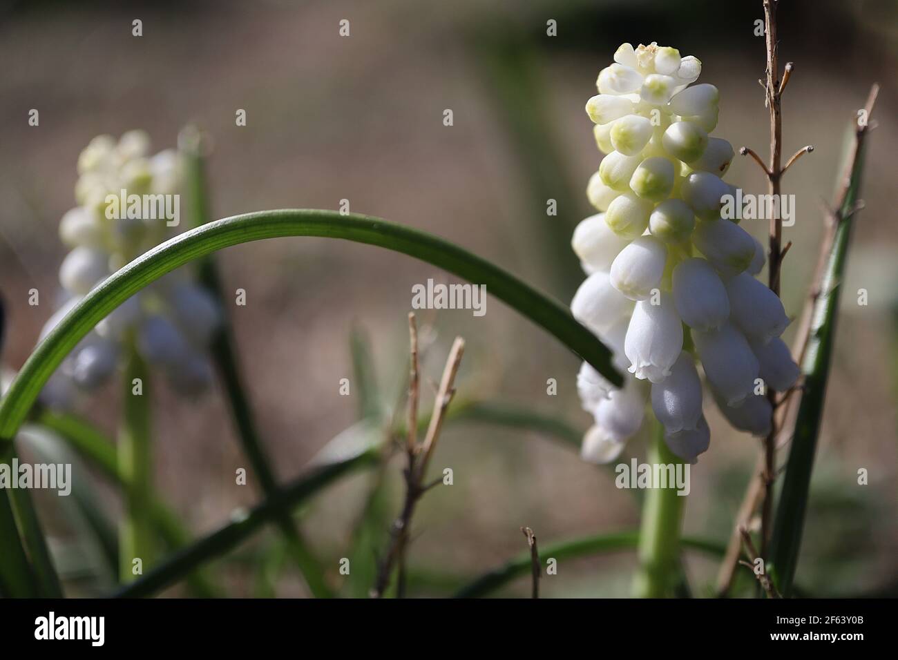Muscari armeniacum ‘Album’ white grape hyacinth – cluster of tiny urn-shaped white flowers on conical flowerhead,  March, England, UK Stock Photo