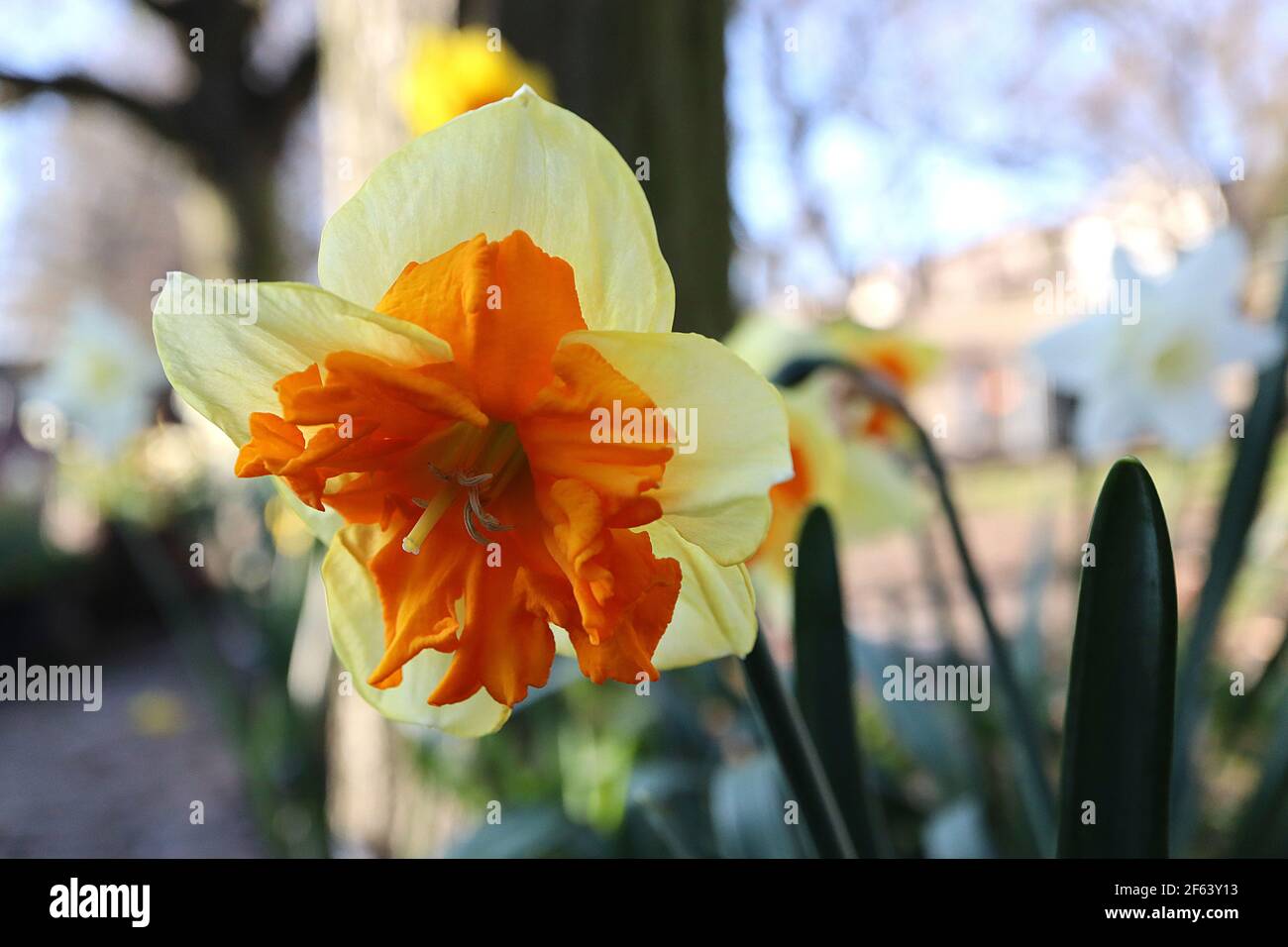 Narcissus ‘Mondragon’  Division 11a Split-Cupped Collar Daffodils,  Mondragon daffodil – pale yellow petals and orange split cup,  March, England, UK Stock Photo