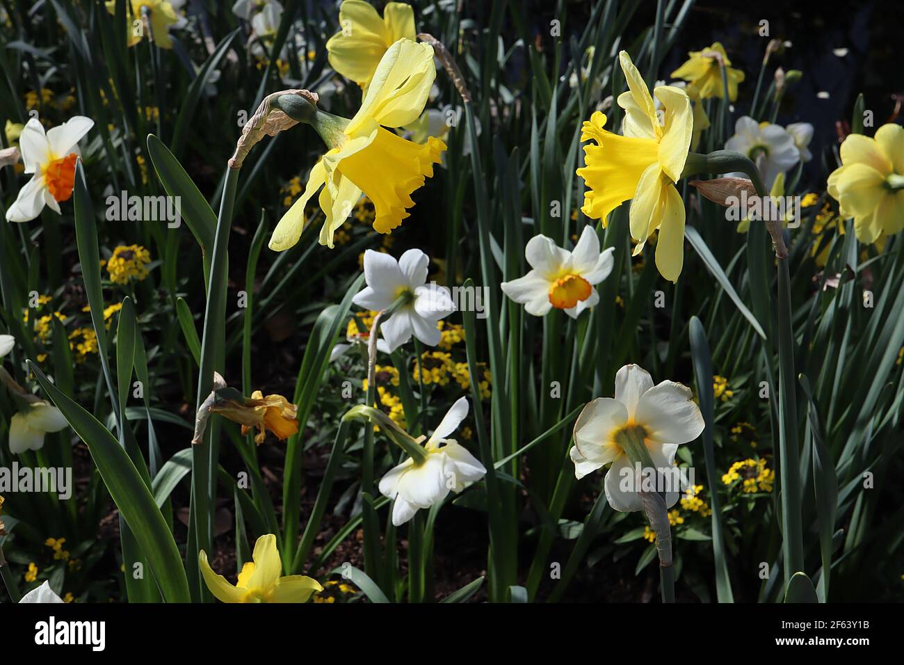 Narcissus ‘Verger’  Narcissus ‘Dutch Master’ March, England, UK Stock Photo