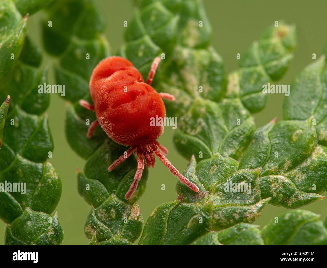 Brightly colored red velvet mite, Trombidiidae species, crawling on the green scale-like leaves of a red cedar tree Stock Photo