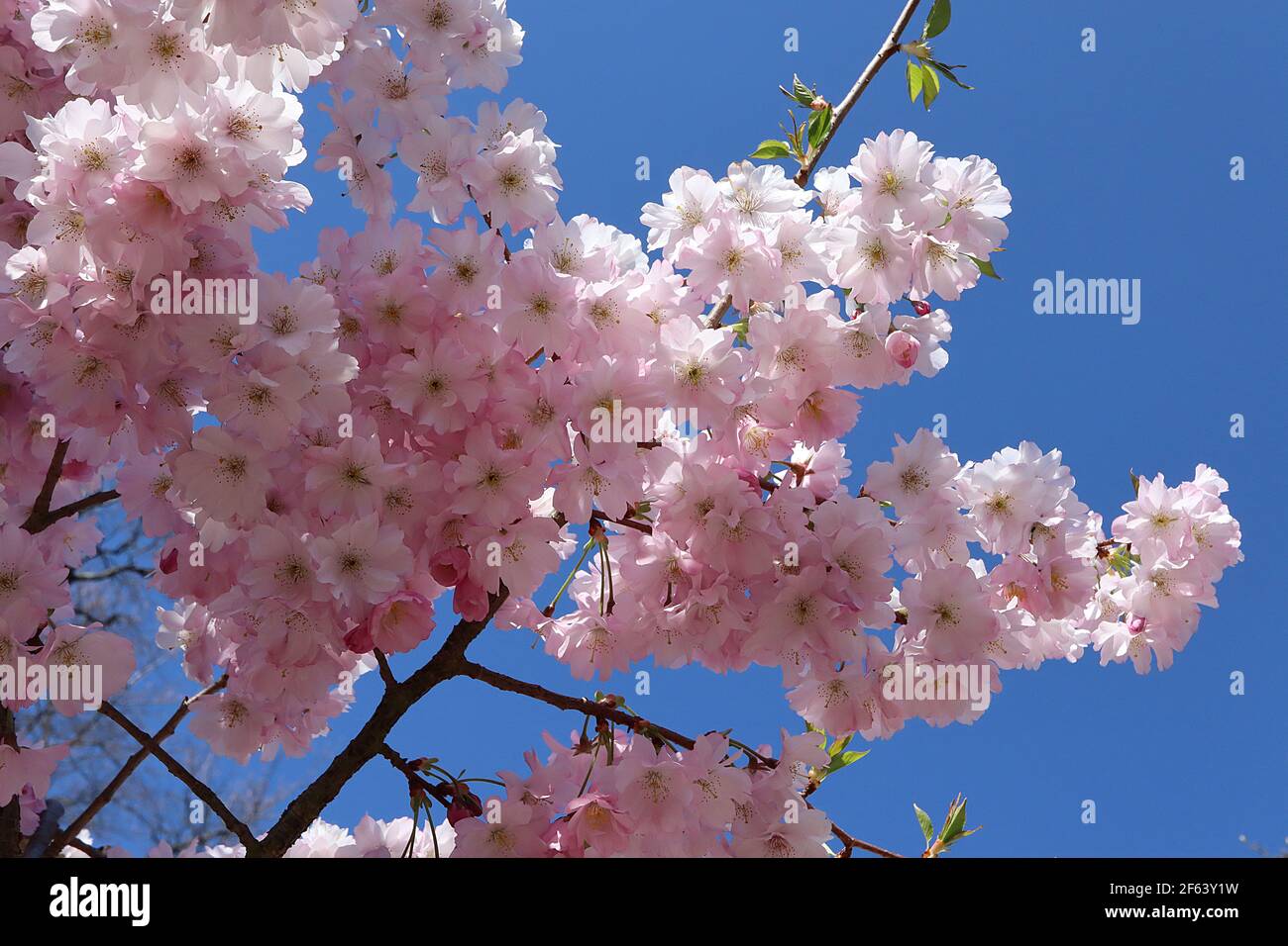 Prunus ‘Accolade’ Accolade cherry blossom – semi-double pink and white flowers,  March, England, UK Stock Photo