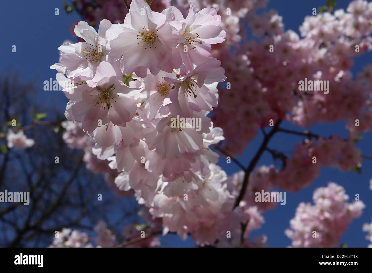 Prunus ‘Accolade’ Accolade cherry blossom – semi-double pink and white flowers,  March, England, UK Stock Photo