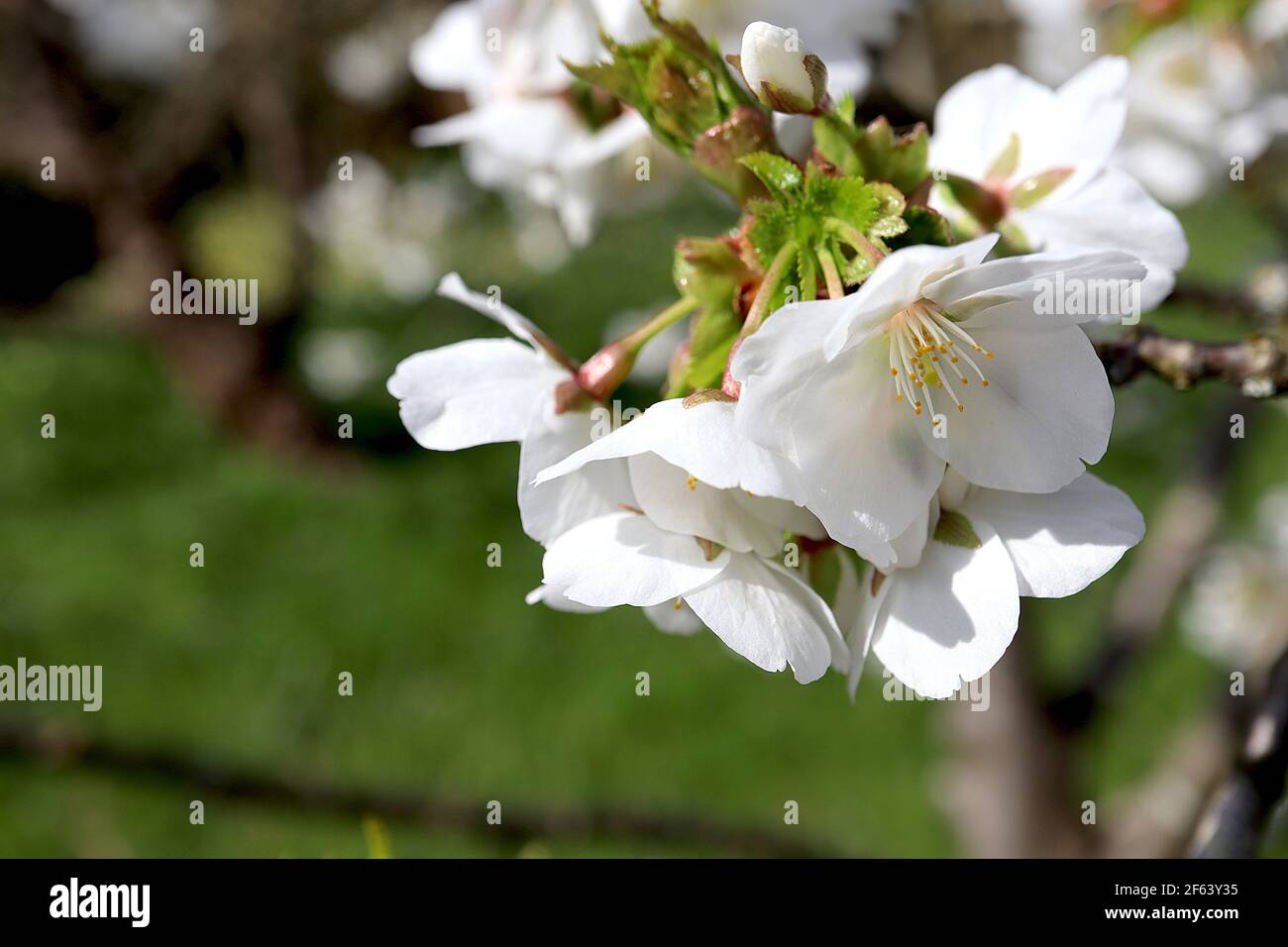 Prunus ‘Umineko’ Umineko cherry – hanging bunches of single white ...