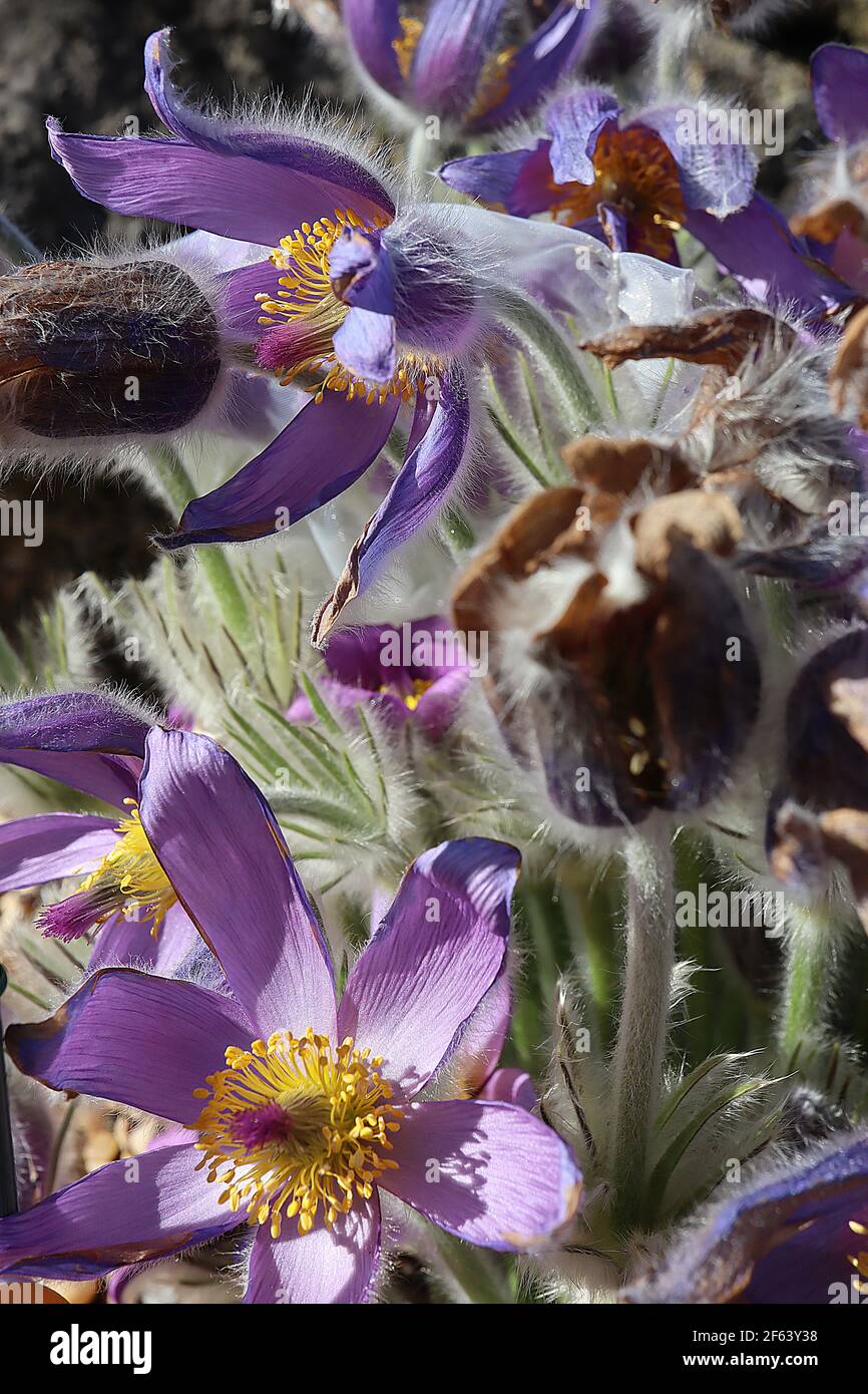 Pulsatilla vulgaris  Pasqueflower - mauve violet flowers and silky dissected foliage,  March, England, UK Stock Photo