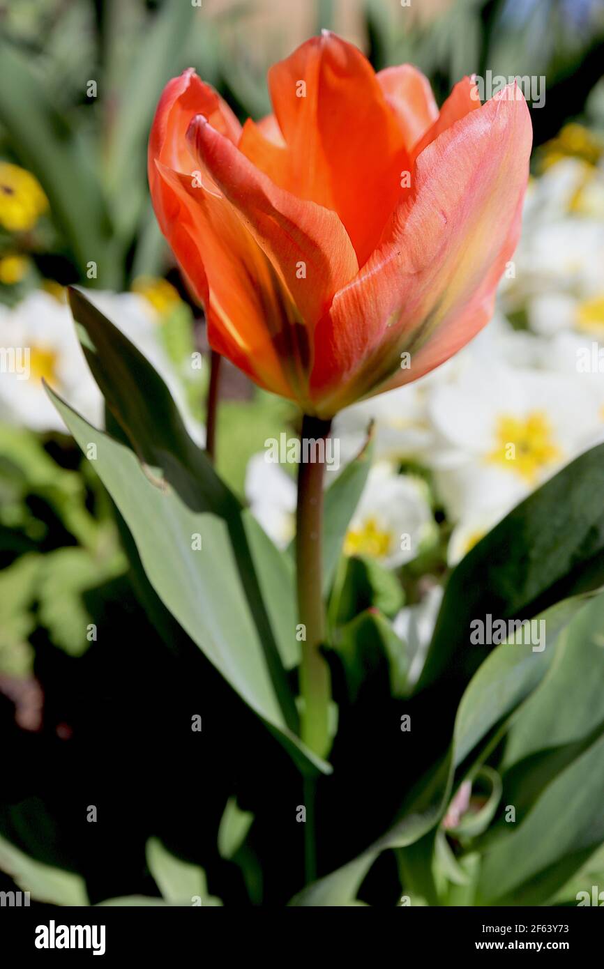 Tulipa ‘Orange Emperor’ Fosteriana 13 Orange Emperor tulip – orange tulips with green flames,  March, England, UK Stock Photo