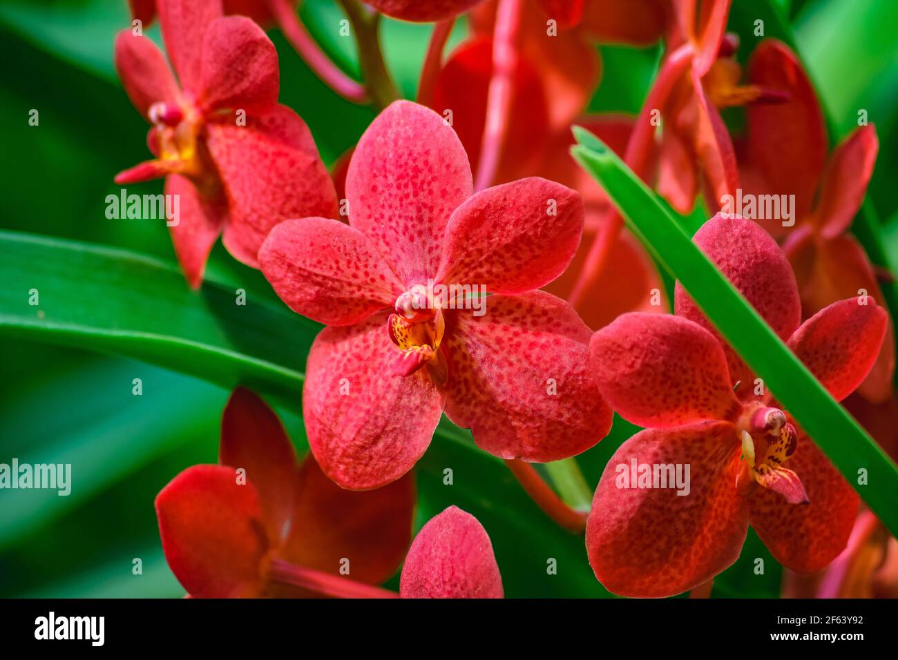 Beautiful tropical red branch of orchid flower phalaenopsis from family Orchidaceae on nature background.Selective focus.For postcard beauty and agric Stock Photo