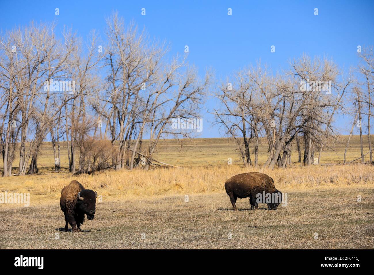 Two wild American Bison bull buffalo grazing on the Great Plains in