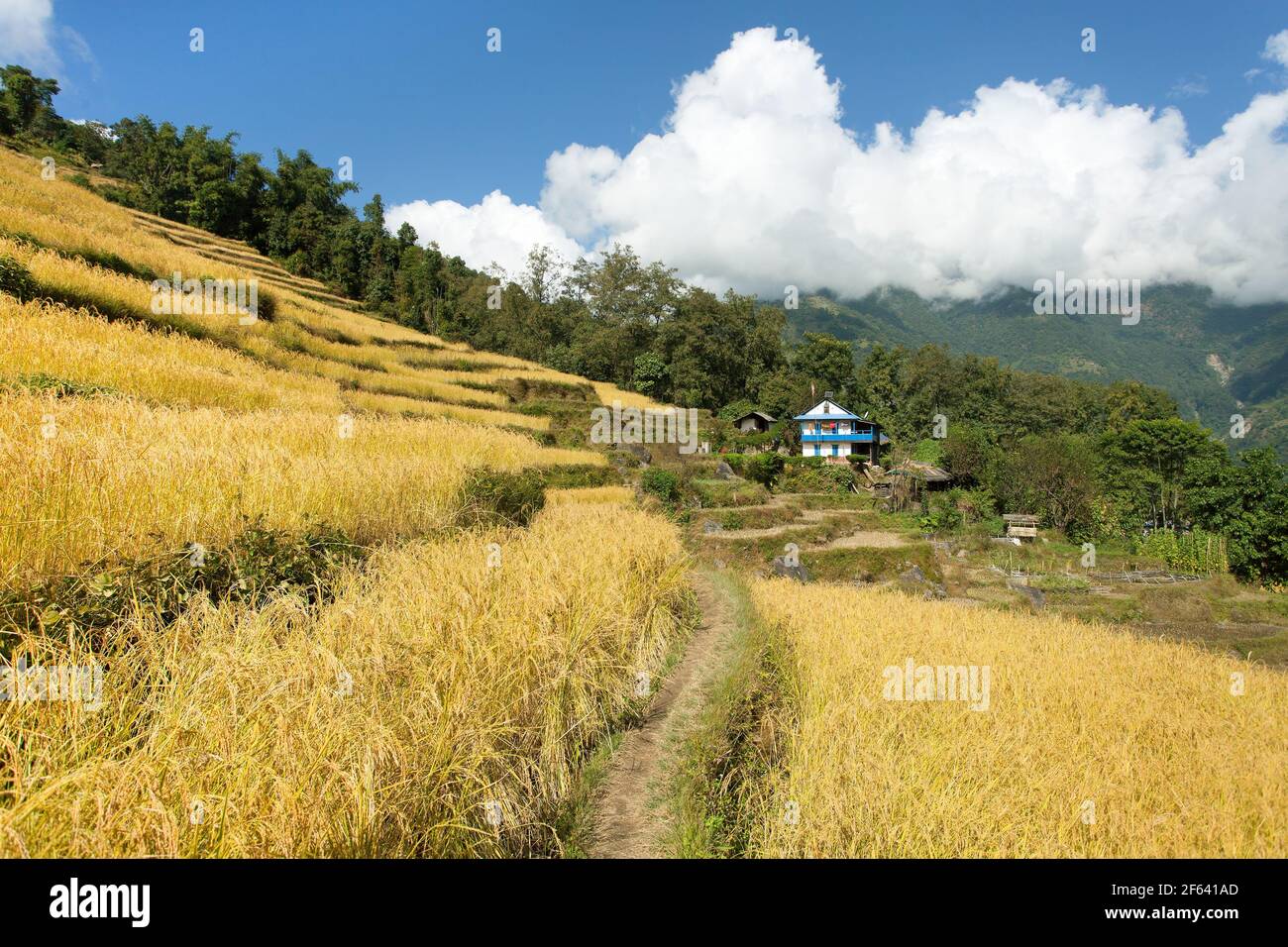 golden terraced rice or paddy field and primitive house in Nepal Himalayas mountains Stock Photo