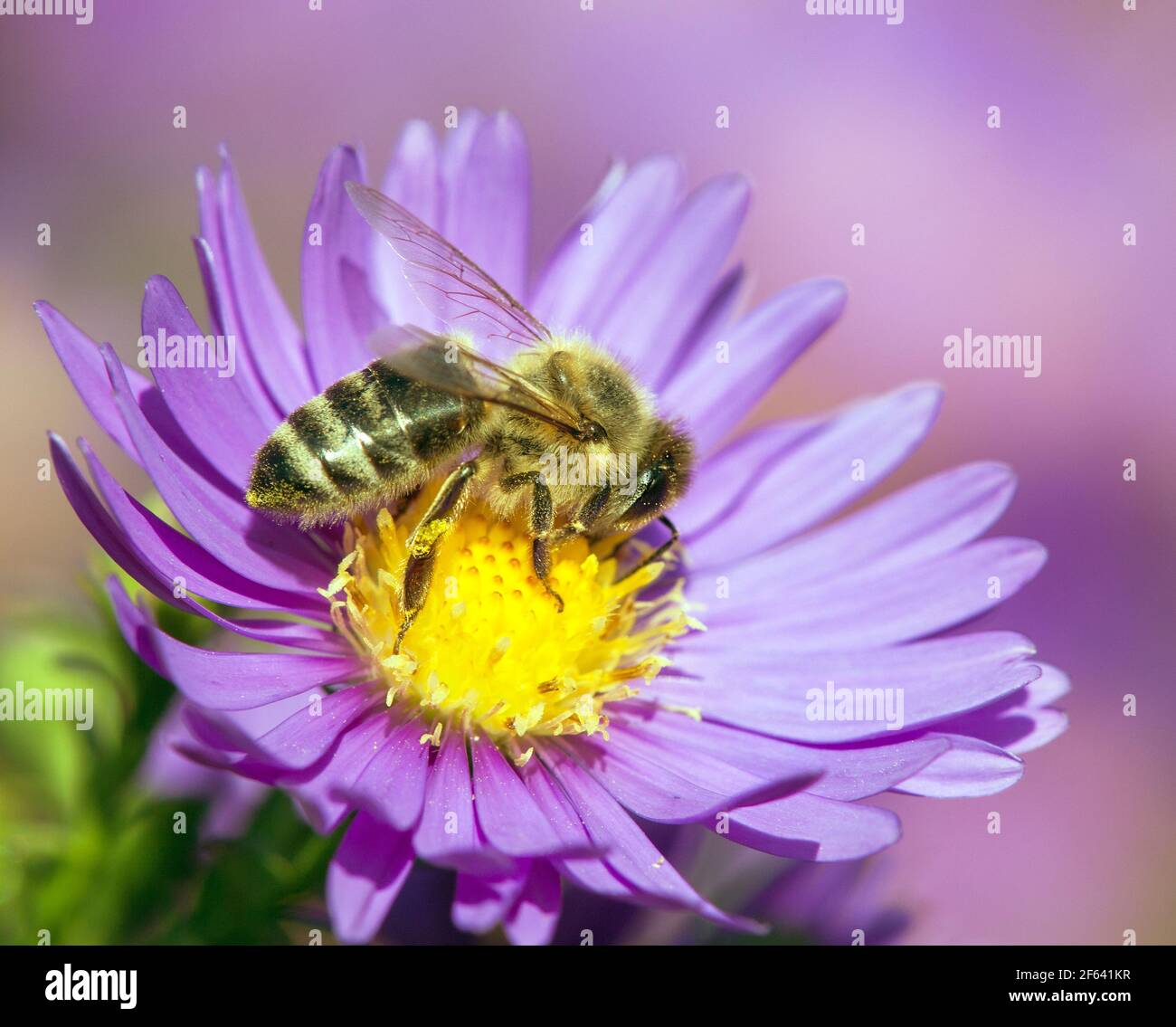 detail of bee or honeybee in Latin Apis Mellifera, european or western honey bee pollinated the yellow violet purple or blue flower Stock Photo