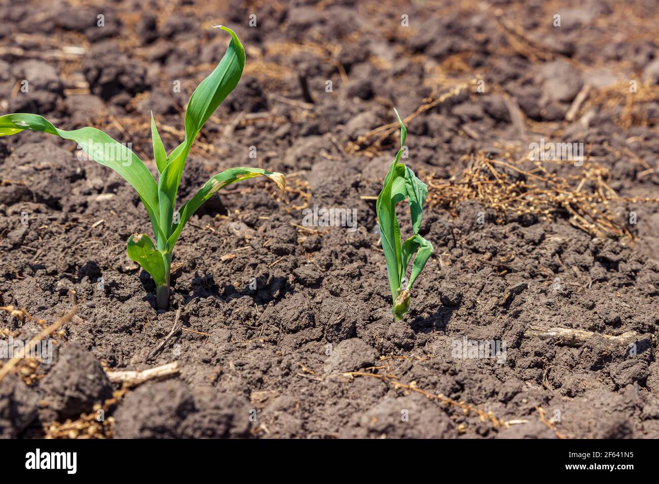 Young corn plant with leaf deformity or buggy whipping. Concept of corn health, stress and damage. Stock Photo