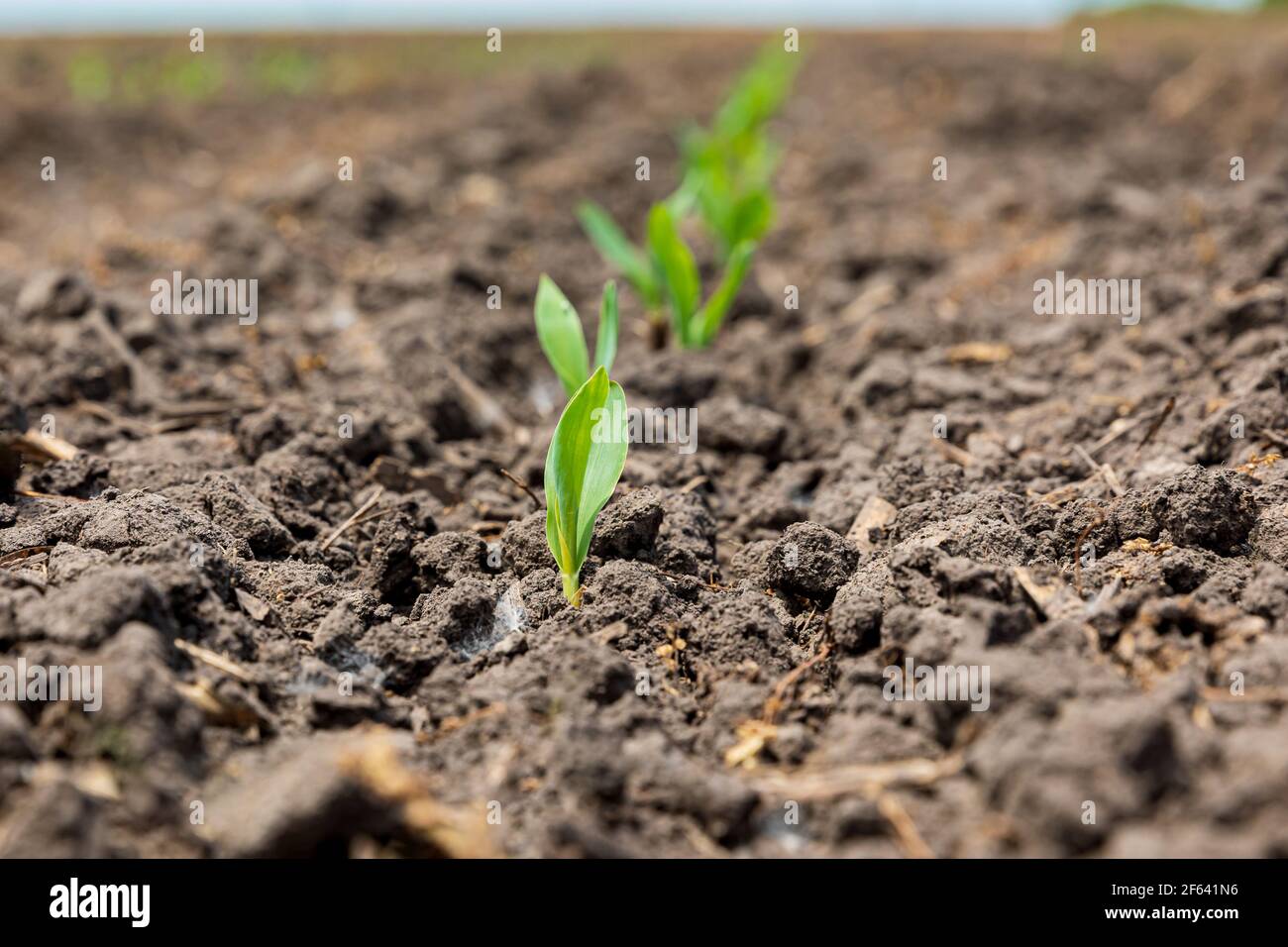 Corn plant emerging out of soil. VE growth stage. Concept of farming, agriculture and planting season Stock Photo