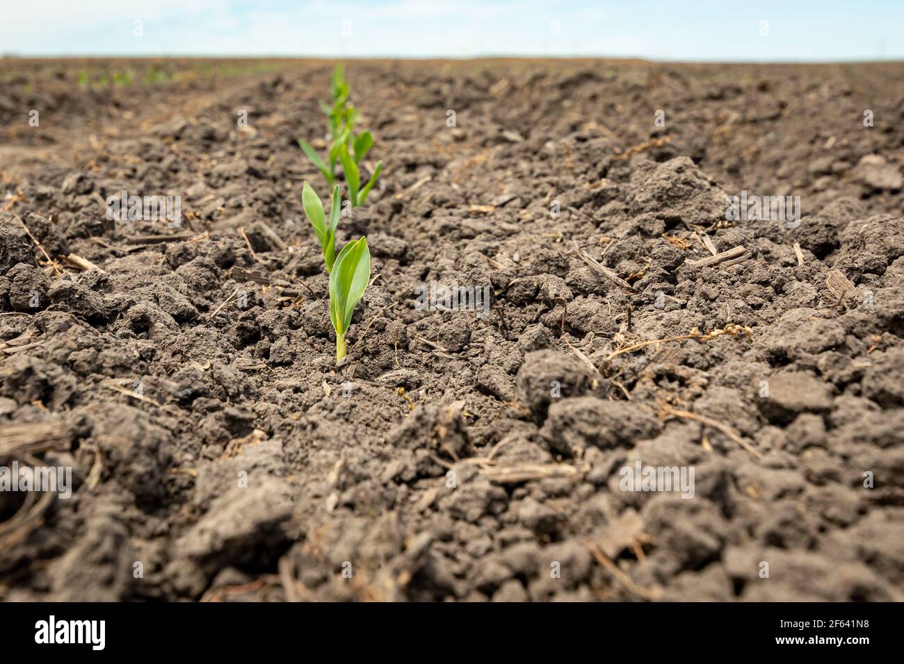 Corn plant emerging out of soil. VE growth stage. Concept of farming, agriculture and planting season Stock Photo