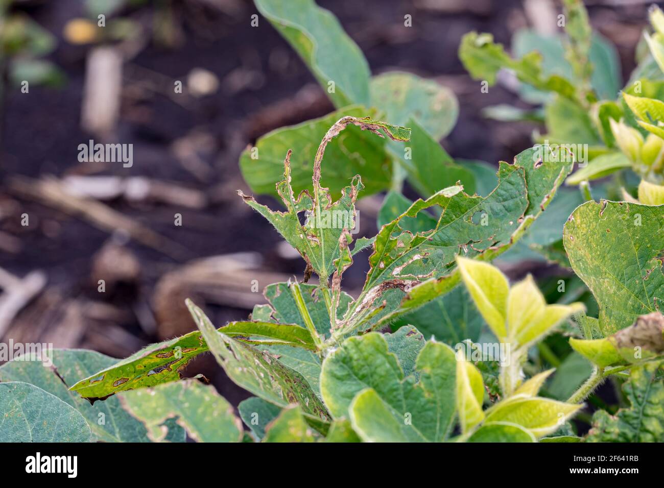 Closeup of soybean plant leaf with chemical herbicide damage. Concept of farming, weed control, yield loss. Stock Photo