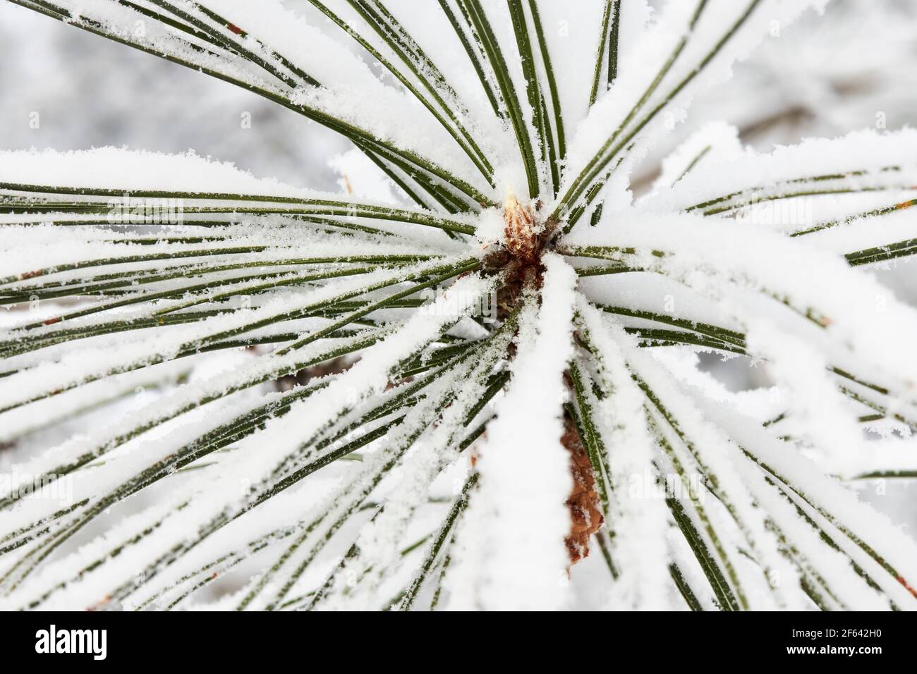 snow covered pine needles Stock Photo