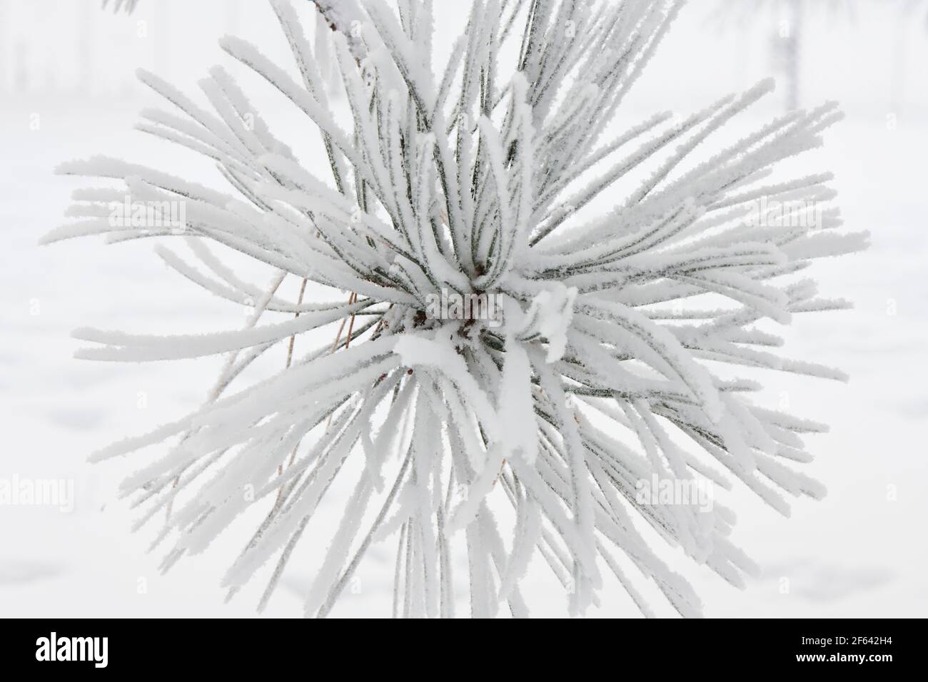 pine needles covered in snow Stock Photo