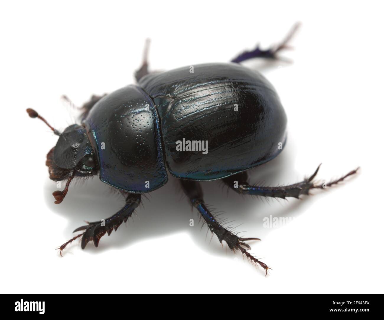 Earth-boring dung beetle, Geotrupes stercorosus isolated on white background Stock Photo