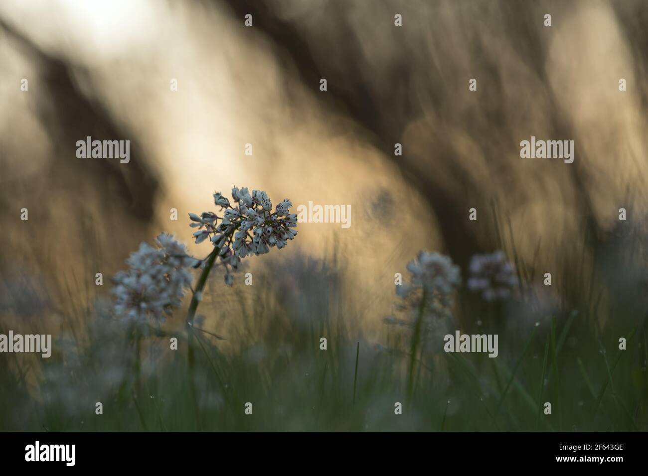 Alpine penny-cress, Thlaspi caerulescens photographed early morning Stock Photo
