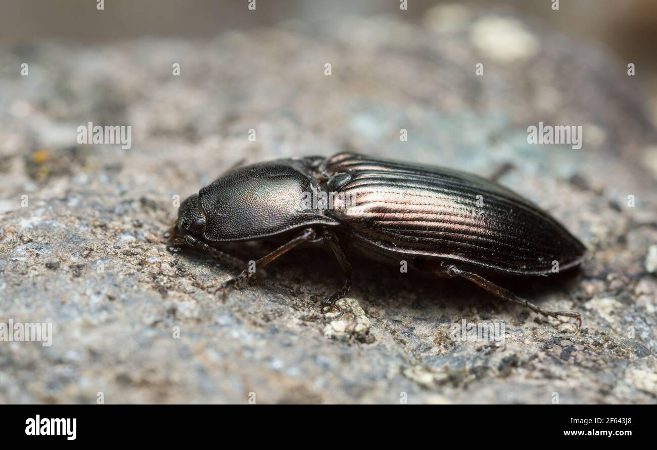 Click beetle, Selatosomus aeneus on rock Stock Photo