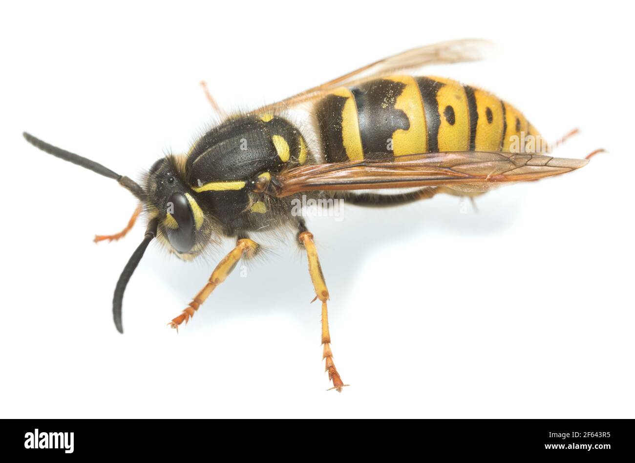 Common wasp, Vespa vulgaris isolated on white background Stock Photo
