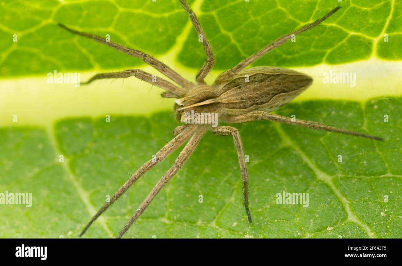 Nursery web spider Pisaura mirabilis on leaf Stock Photo