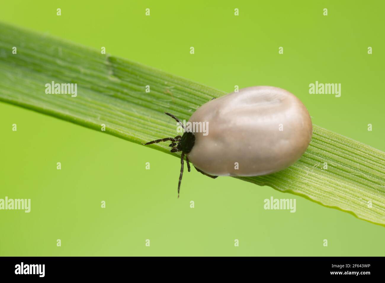 Castor bean tick, Ixodes ricinus, carrier of diseases like tbe and