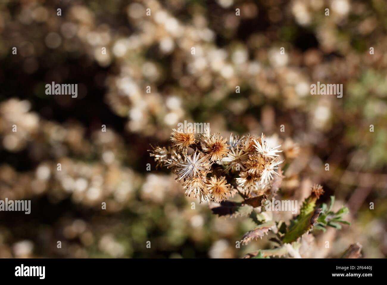 Pappiferous achene fruit of Sawtooth Goldenbush, Hazardia Squarrosa, Asteraceae, native subshrub in Topanga State Park, Santa Monica Mountains, Winter Stock Photo