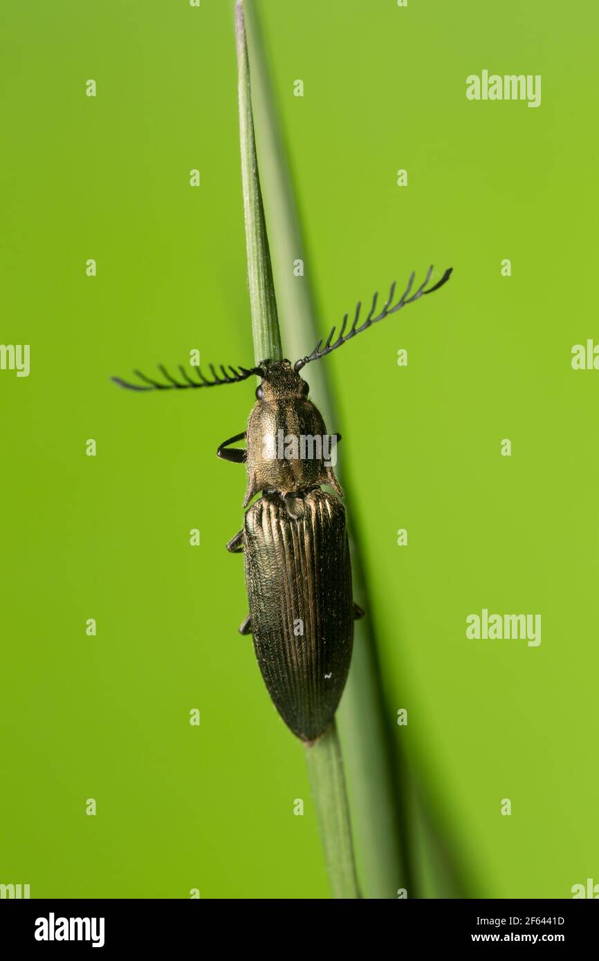 Male click beetle, Ctenicera pectinicornis on grass blade Stock Photo