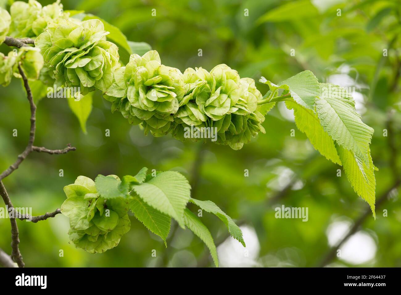 Wych elm, Ulmus glabra branch in springtime Stock Photo