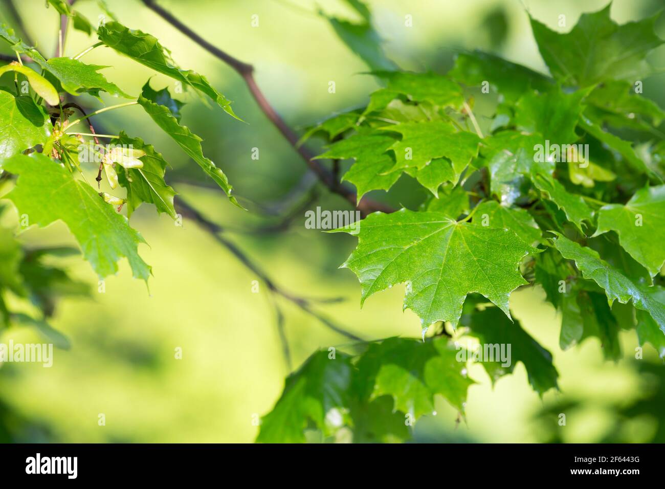 Page 6 Norway Maple Tree High Resolution Stock Photography And Images Alamy