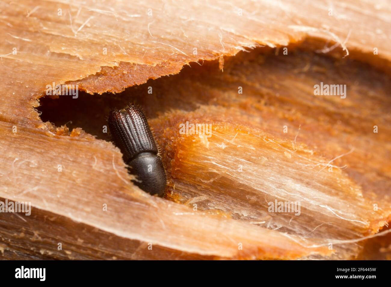Bark borer in wood Stock Photo
