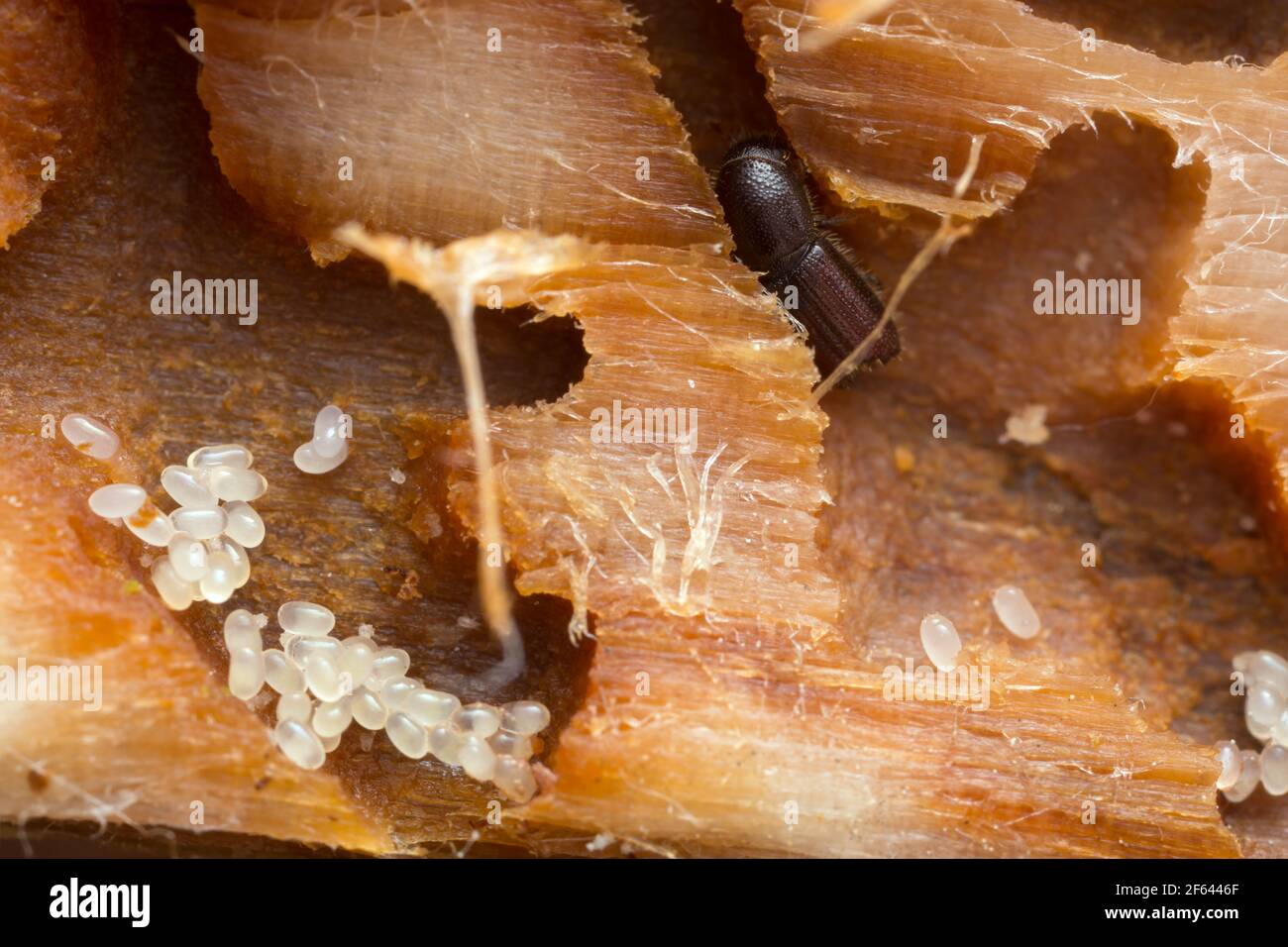 Beetle Eggs High Resolution Stock Photography and Images Alamy