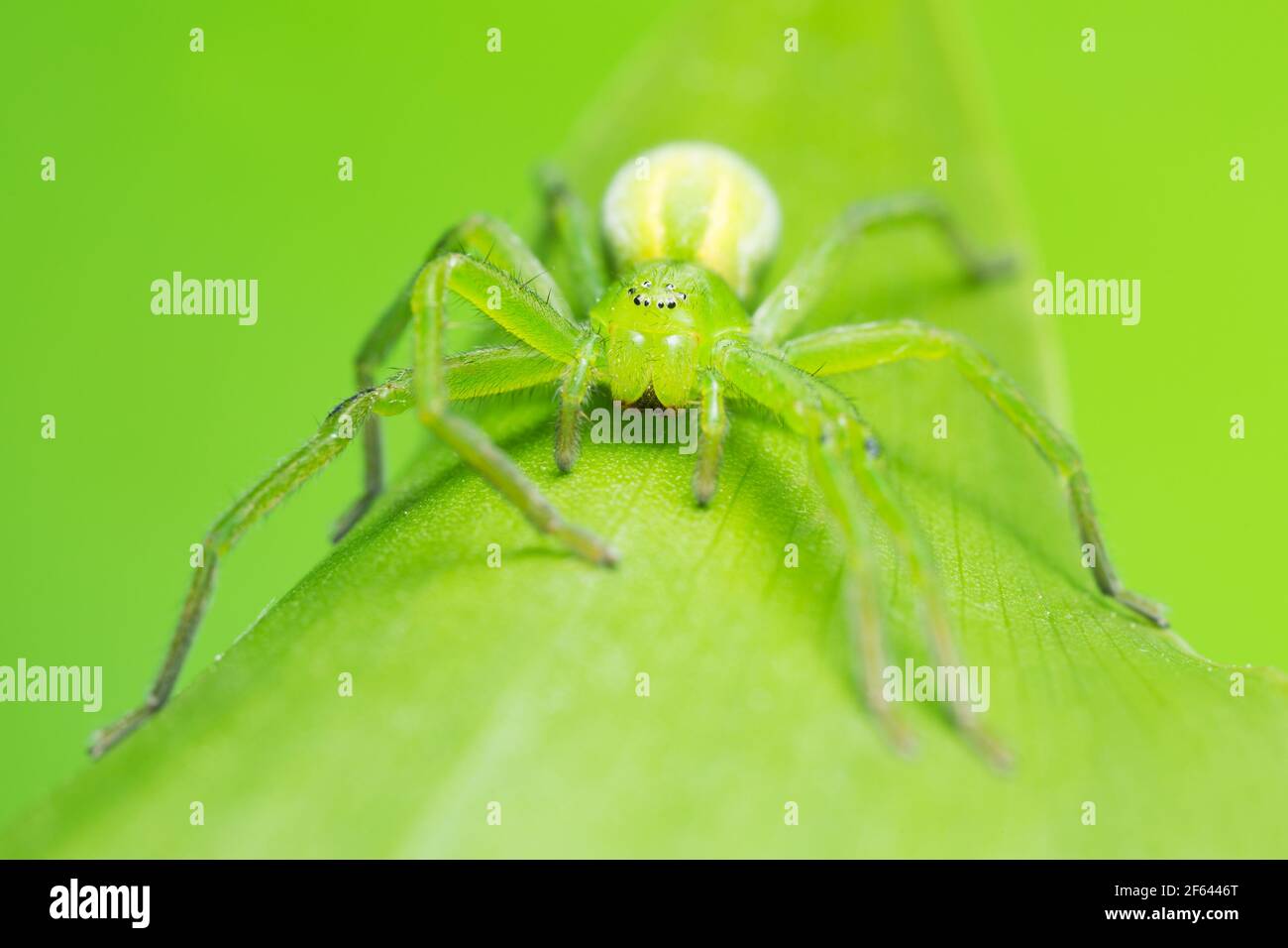 Green huntsman spider, Micrommata virescens camouflaged on lily of the valley leaf, copyspace in the photo Stock Photo