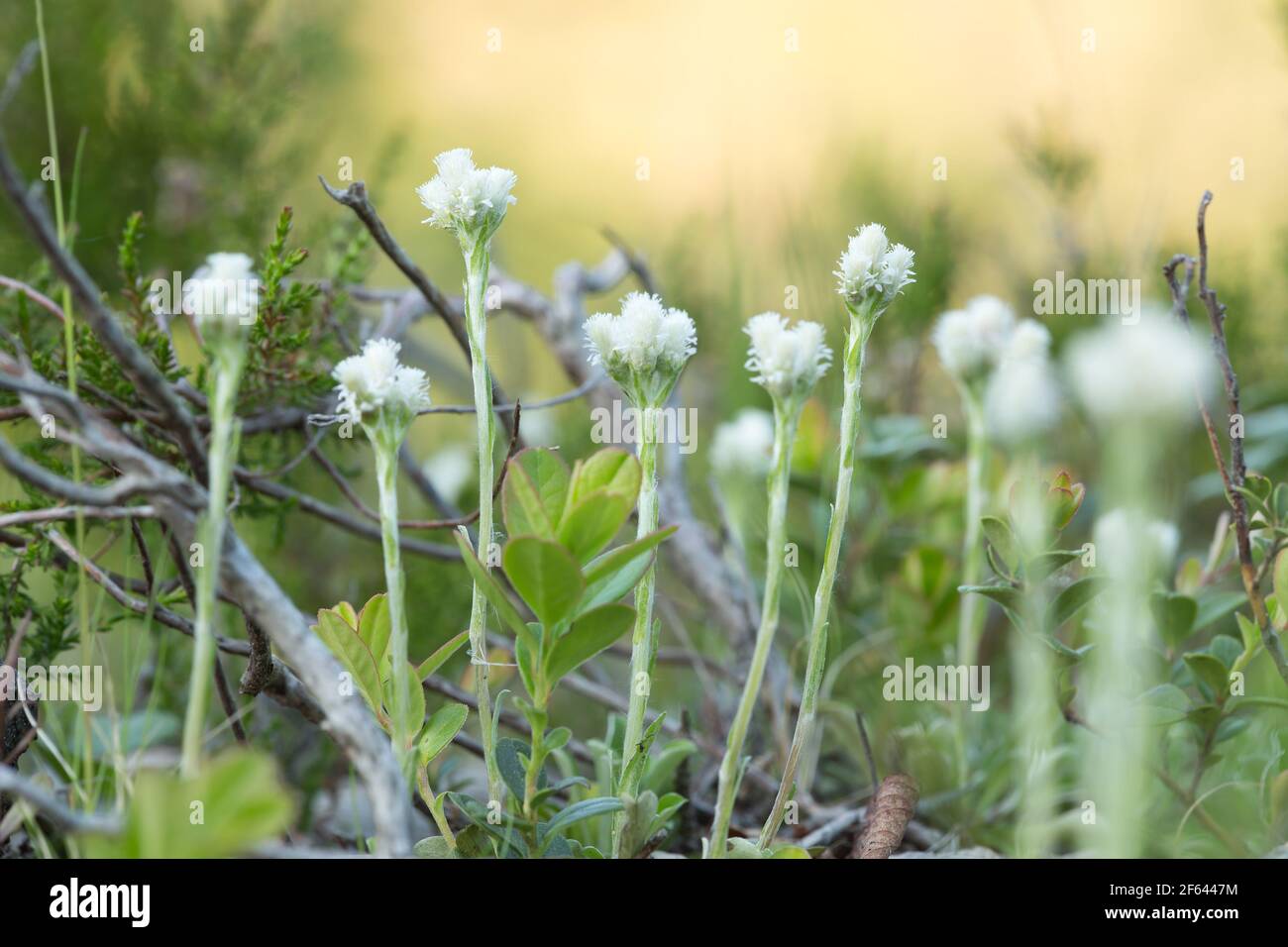 Blooming mountain everlasting, Antennaria dioica in dry environment Stock Photo