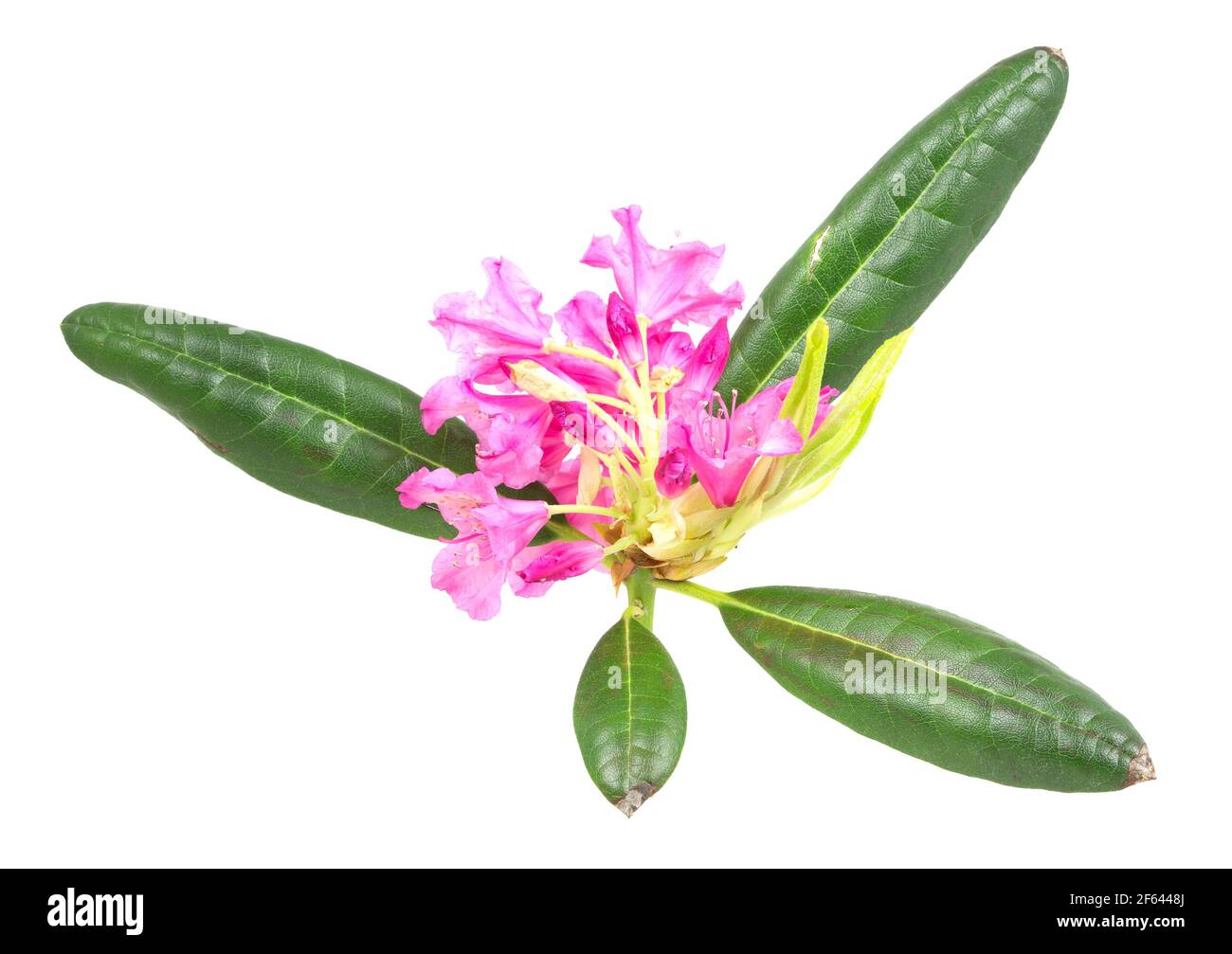 Blooming rhododendron isolated on white background Stock Photo