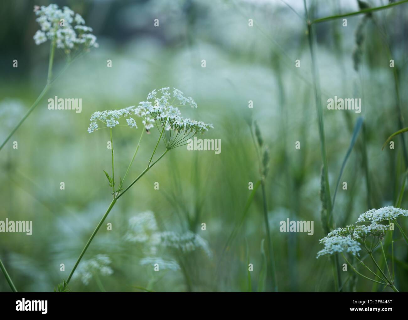Blooming caraway, Carum carvi or meridian fennel Stock Photo