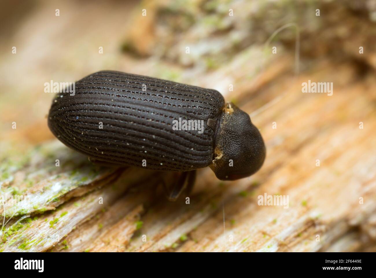 Woodboring beetle, Hadrobregmus pertinax on wood, extreme close-up Stock Photo