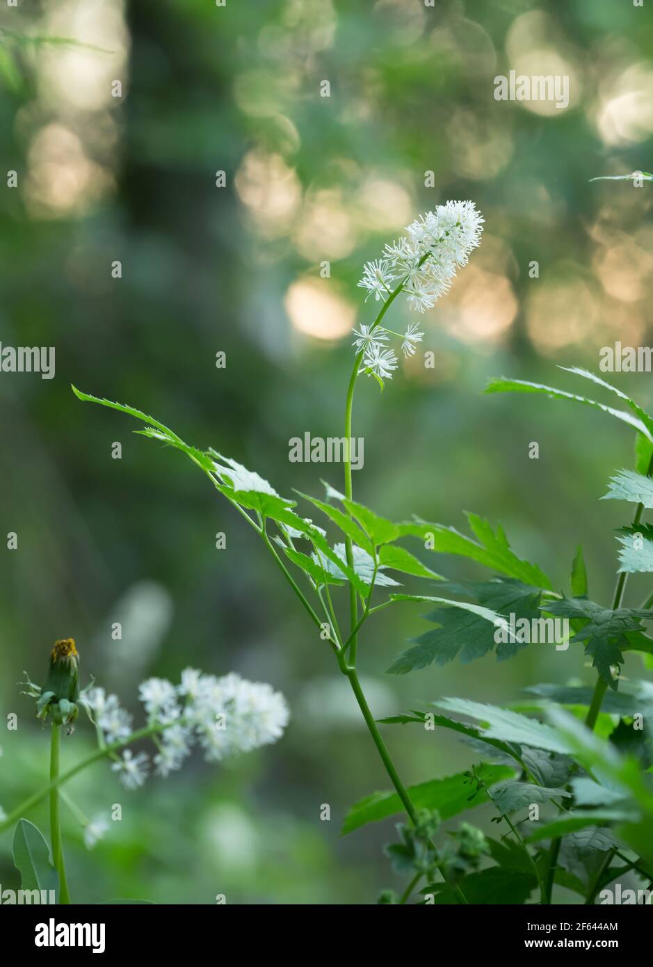 Blooming baneberry, Actaea spicata, feflections in the background Stock Photo