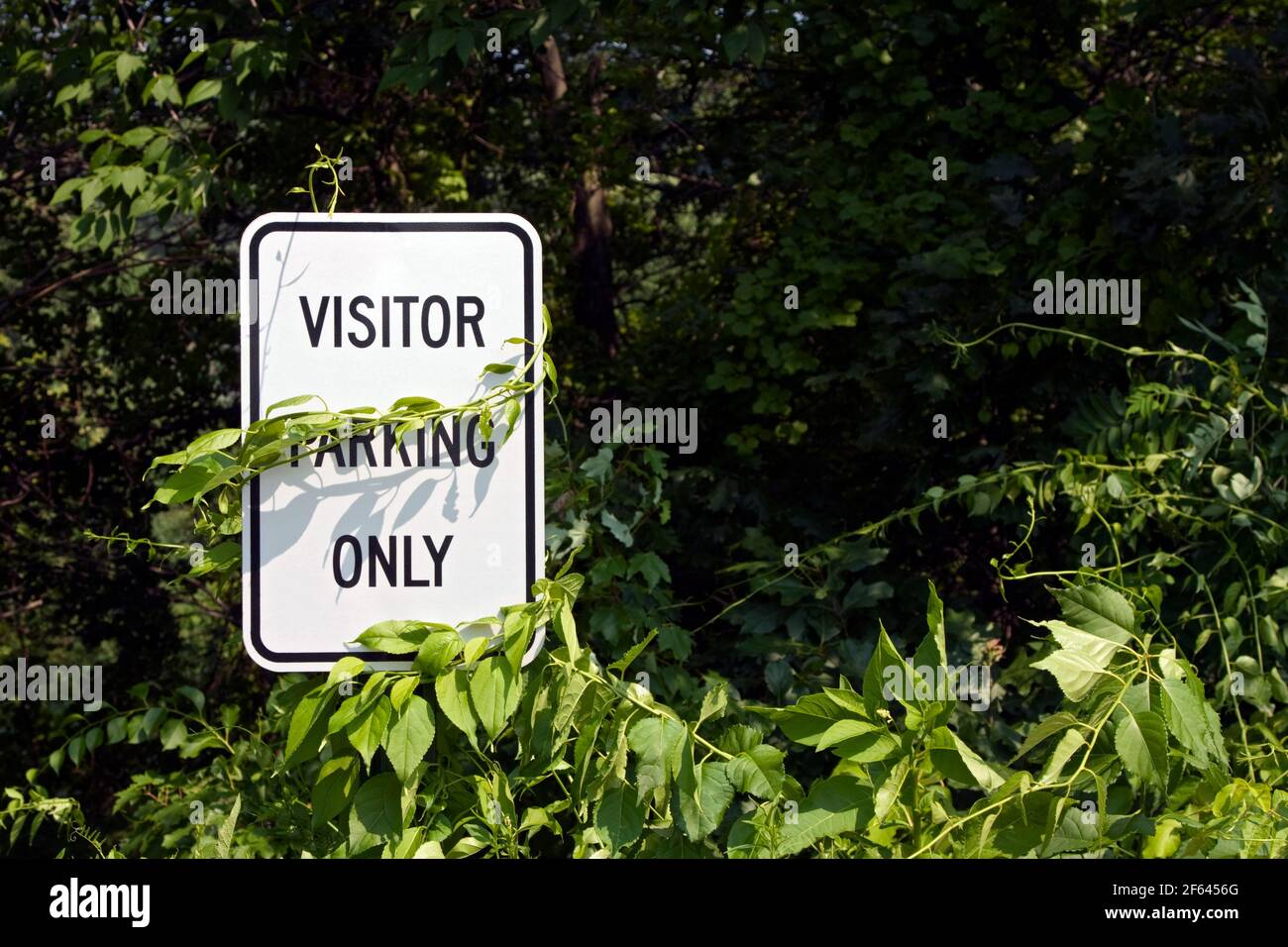 Visitor Parking Only sign with creeping vine covering the word Parking Stock Photo