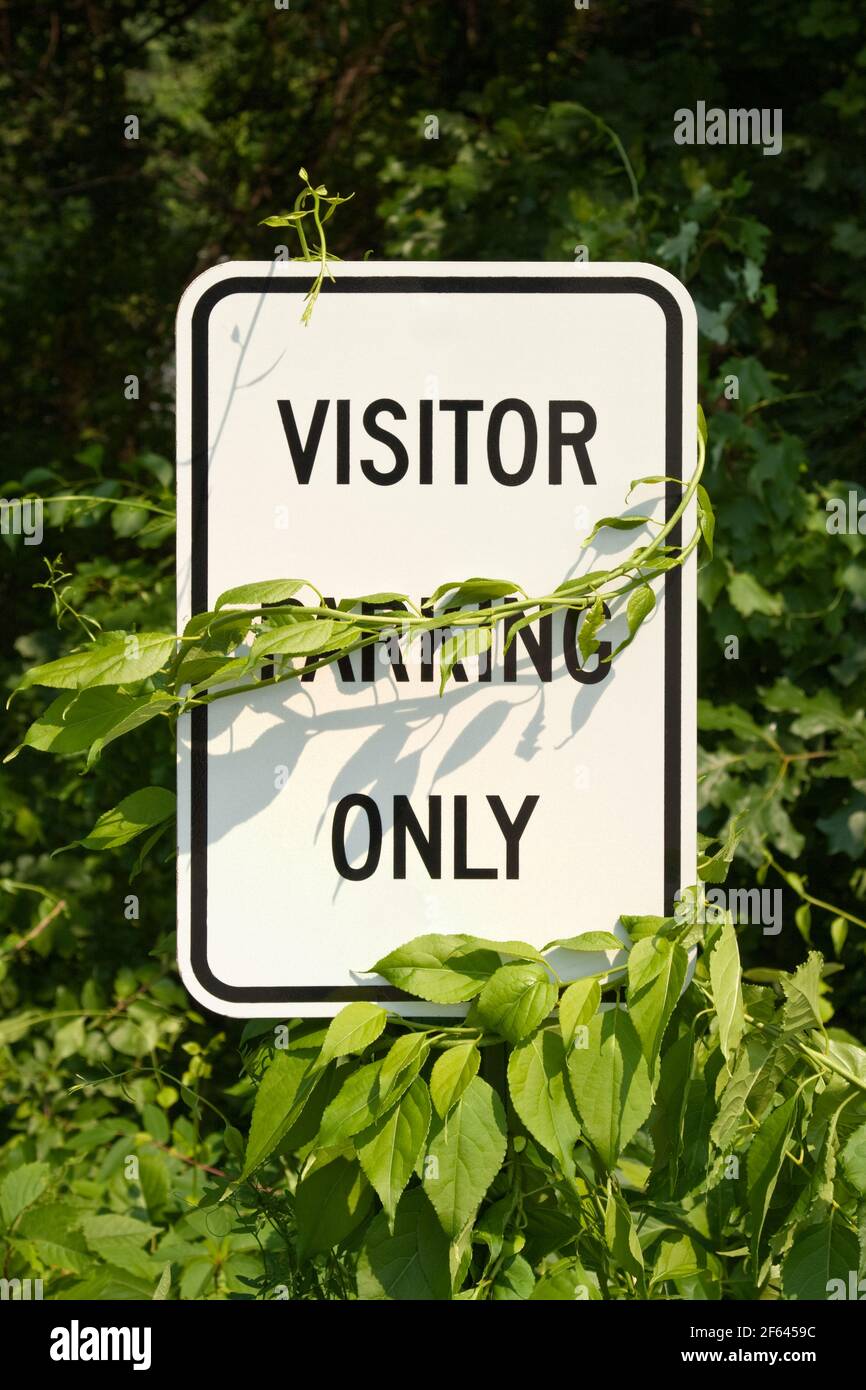 Visitor Parking Only sign with creeping vine covering the word Parking Stock Photo