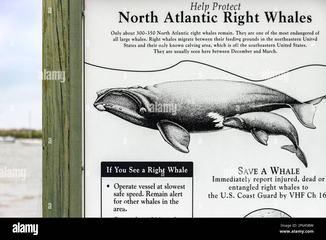 Boater alert sign at Anastasia Lighthouse Boat Ramp for the protection of North Atlantic right whales, one of the most endangered of all large whales. Stock Photo