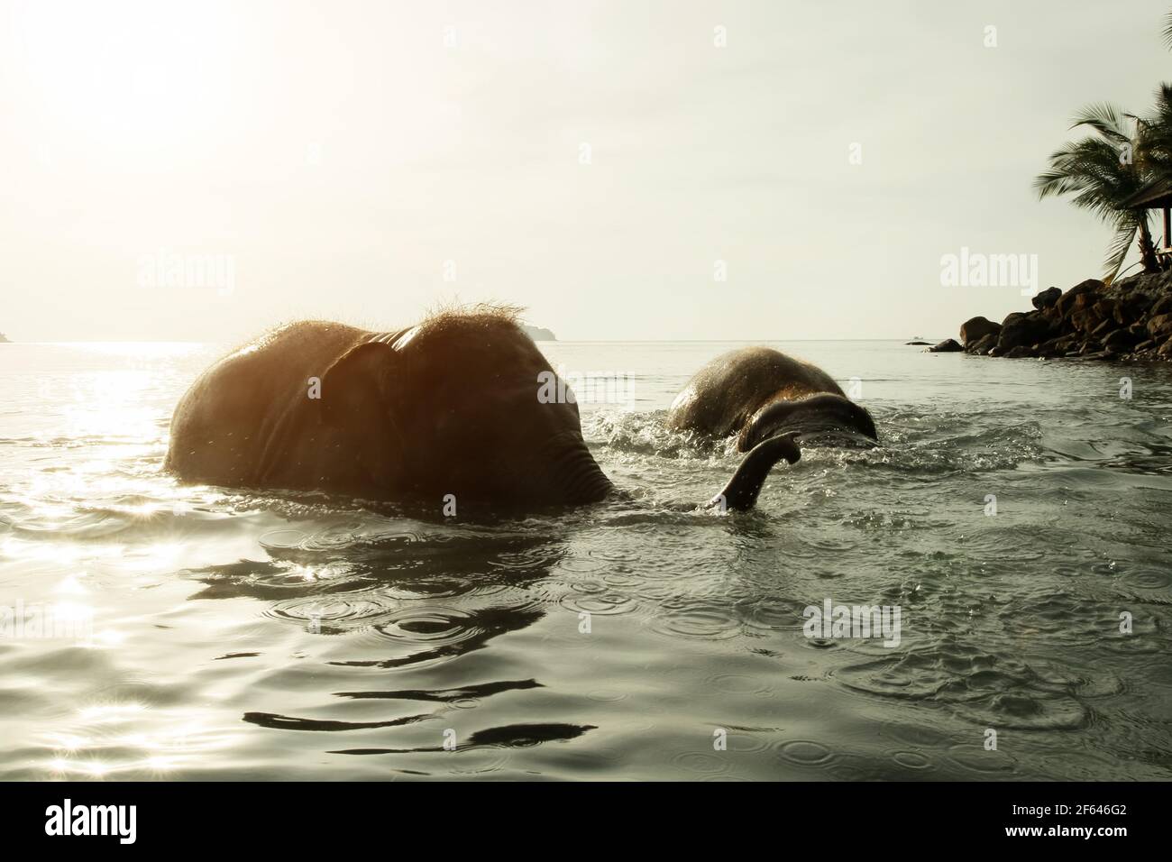 Elephants swim in the Gulf of Thailand. Koh Chang Island Stock Photo Alamy