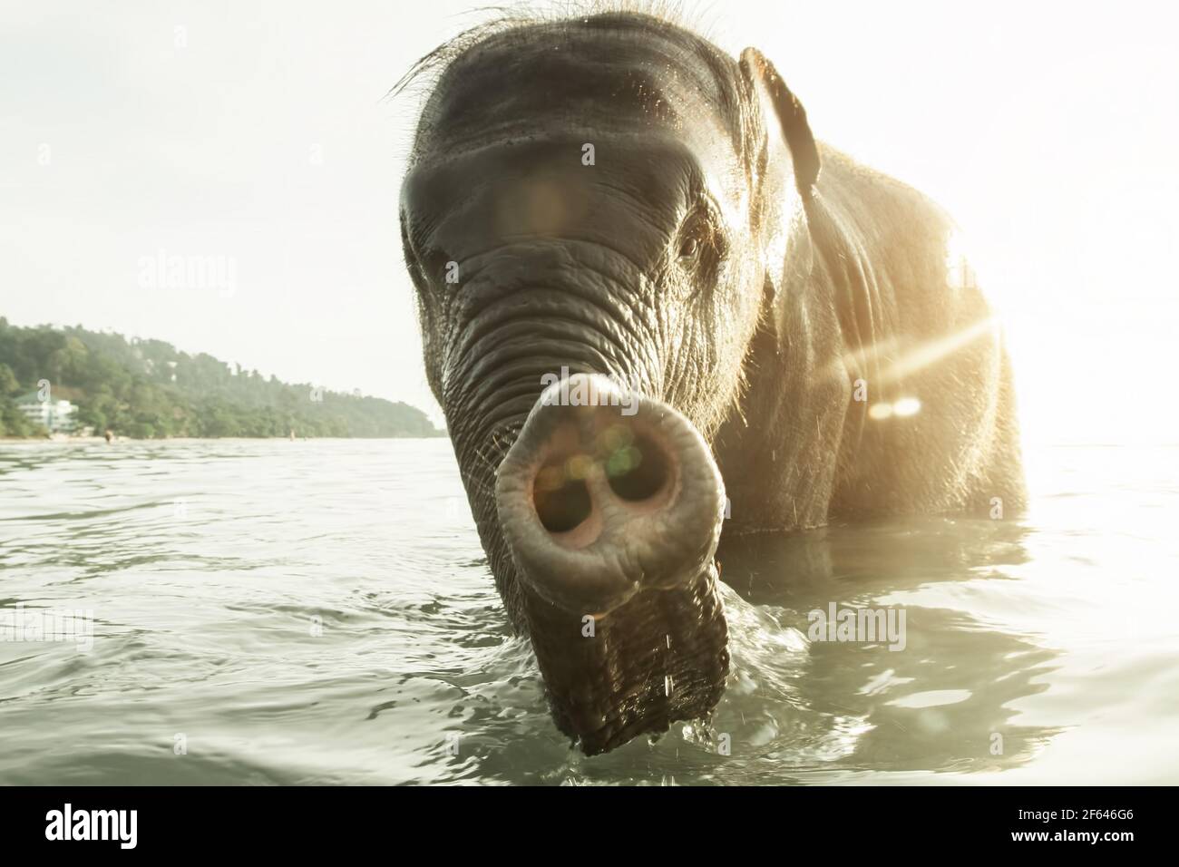 Thailand koh chang elephant island hi-res stock photography and images ...