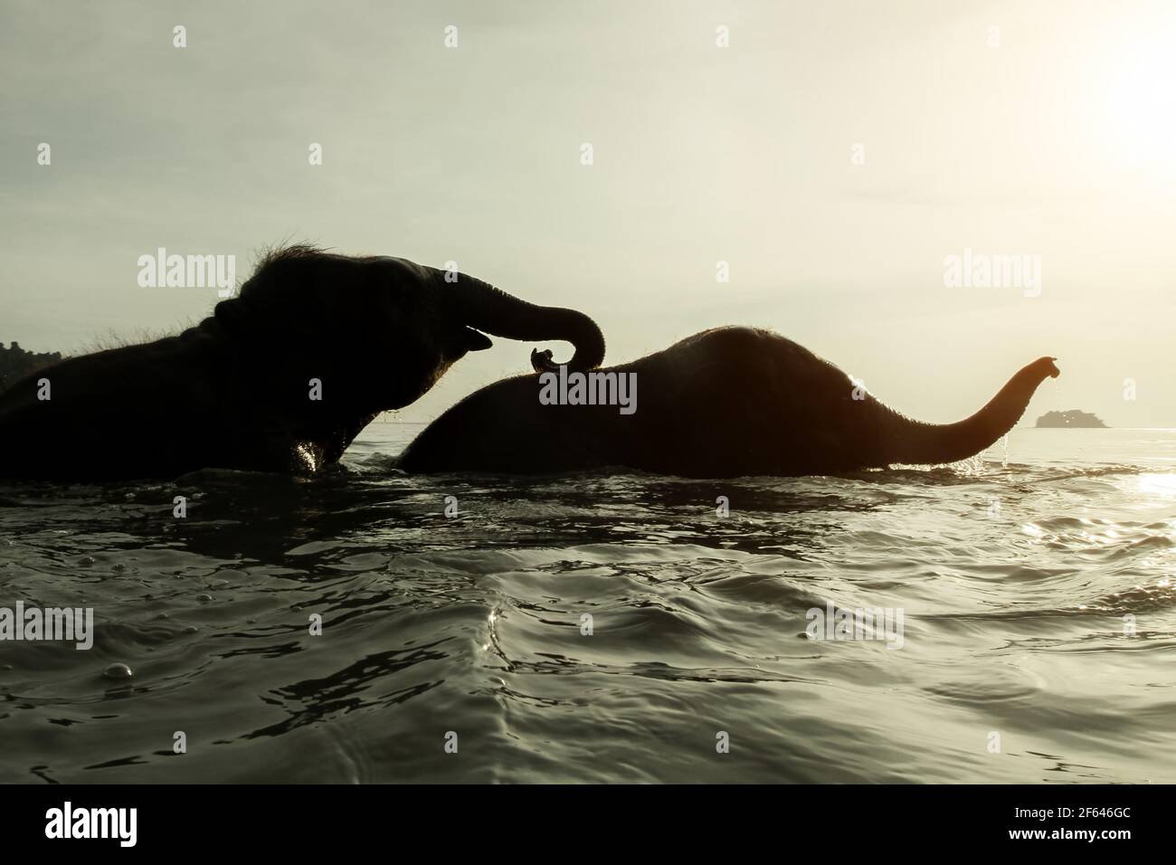 Two elephants swim in the Gulf of Thailand Stock Photo Alamy