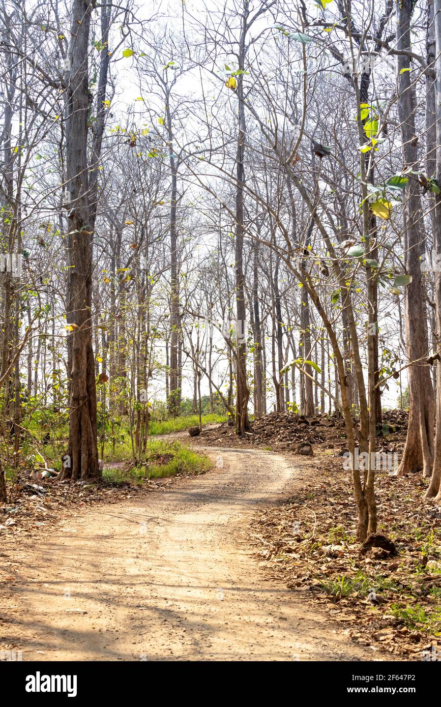 Trail through forest of Tectona grandis trees in the season of changing leaves Stock Photo