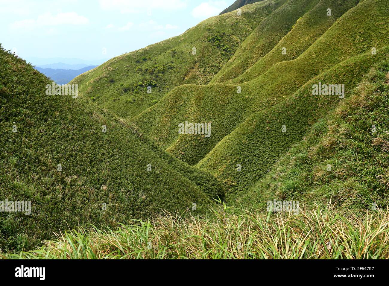 Famous Matcha (Green Tea) Mountain, Shengmu Hiking Trail (Marian Hiking Trail), Jiaoxi, Yilan, Taiwan Stock Photo