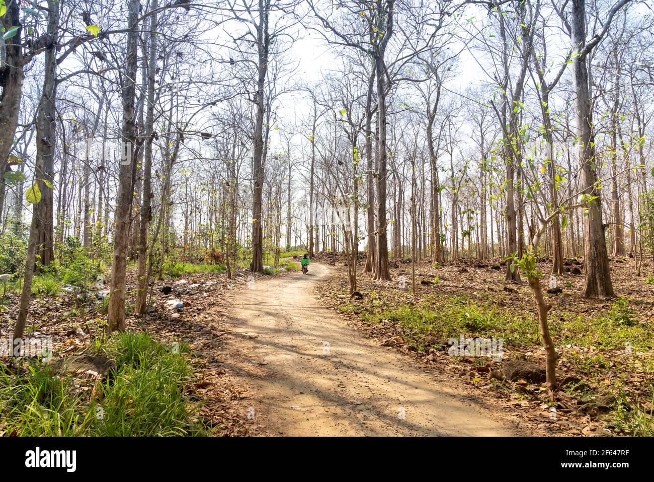 Trail through forest of Tectona grandis trees in the season of changing leaves Stock Photo