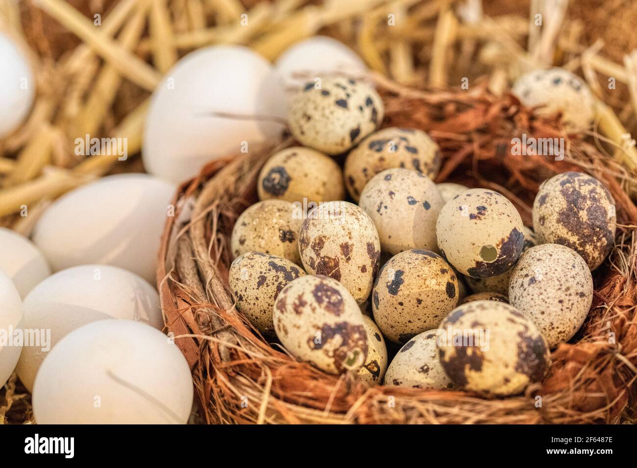 happy easter decoration with eggs, holiday Stock Photo