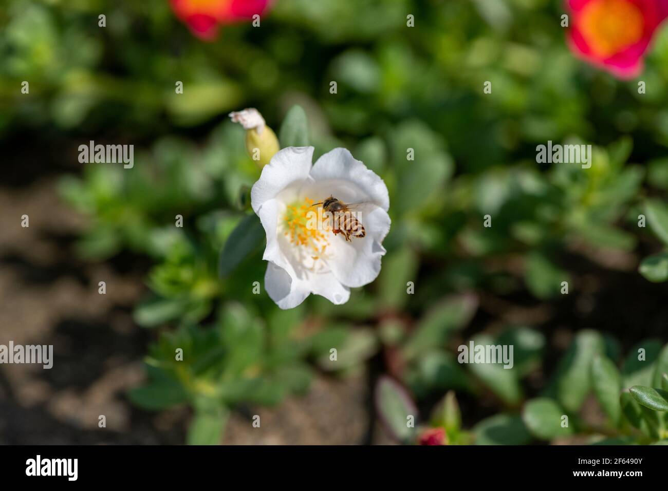 Honey bee in Portulaca grandiflora flower carrying pollens from one flower to another and collecting honey Stock Photo