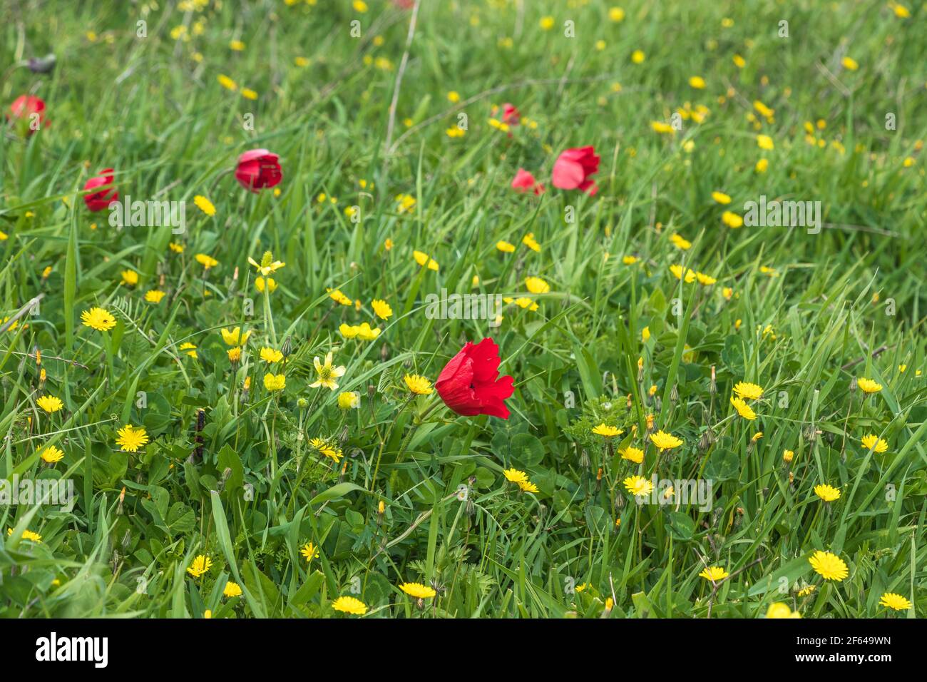 Field of blooming red anemones among green grass. Israel Stock Photo
