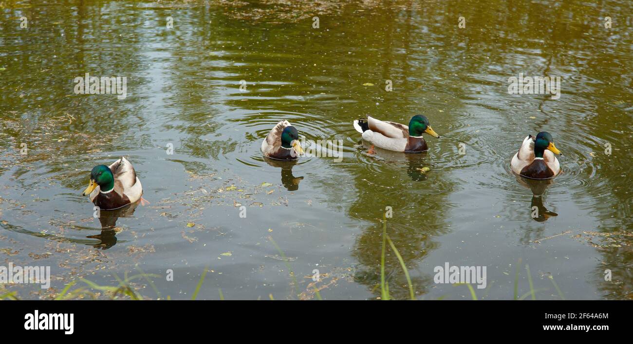 Four ducks Drake on a pond swam in anticipation of bait Stock Photo - Alamy, image size:1300x708